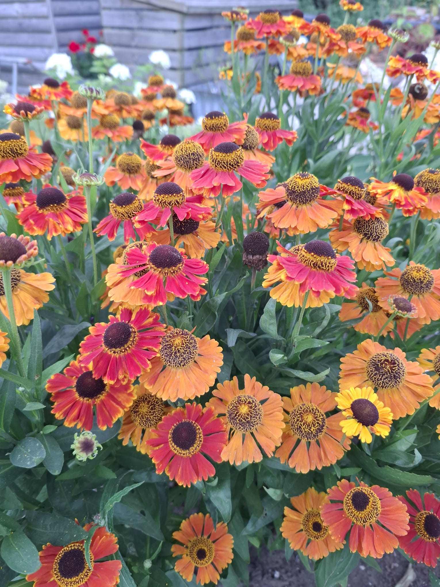 Helenium border designed and maintained by Camilla's Gardening Service in North Yorkshire