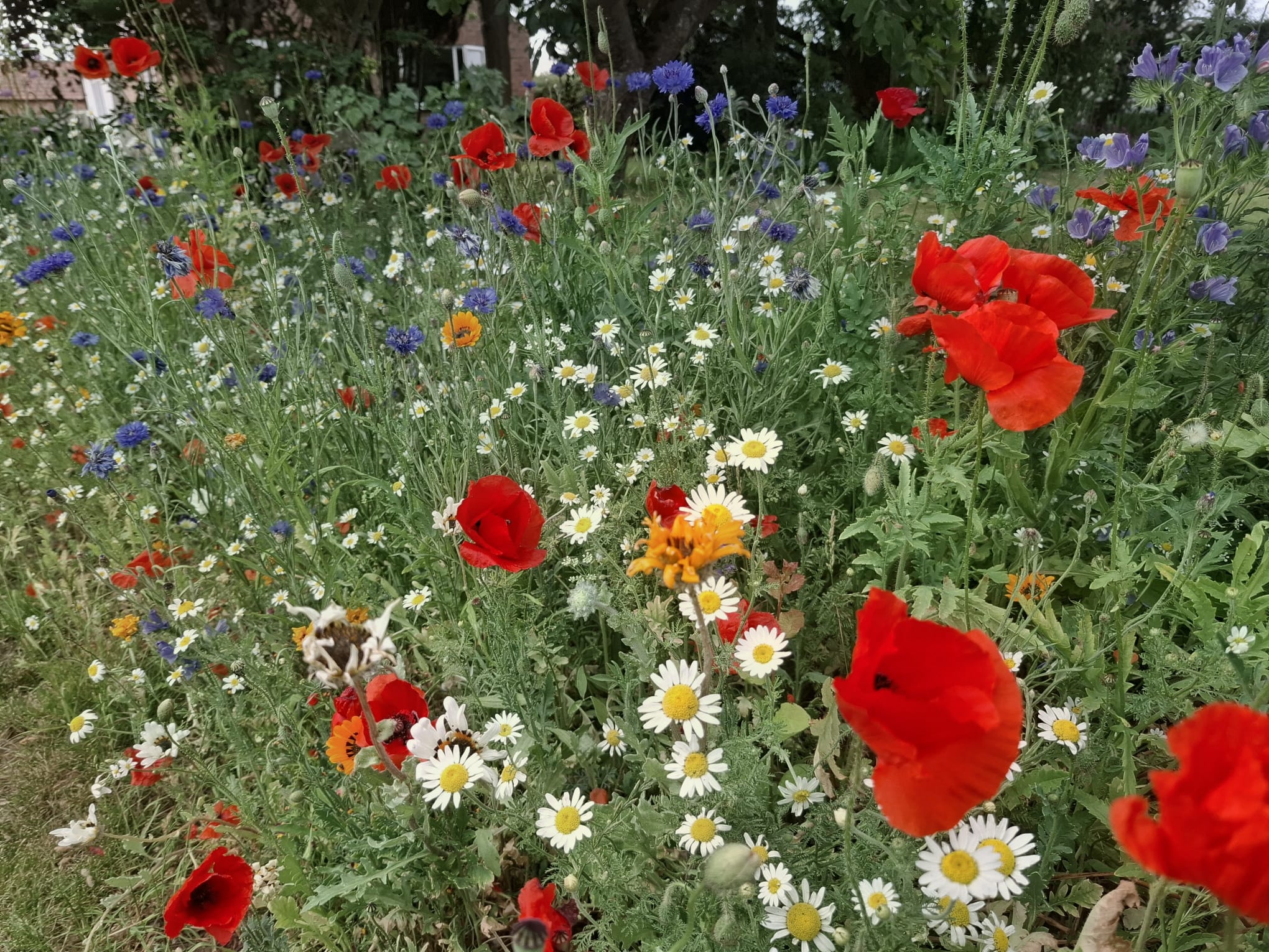 Meadow