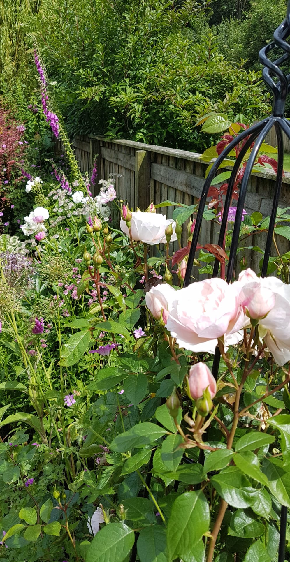 Roses